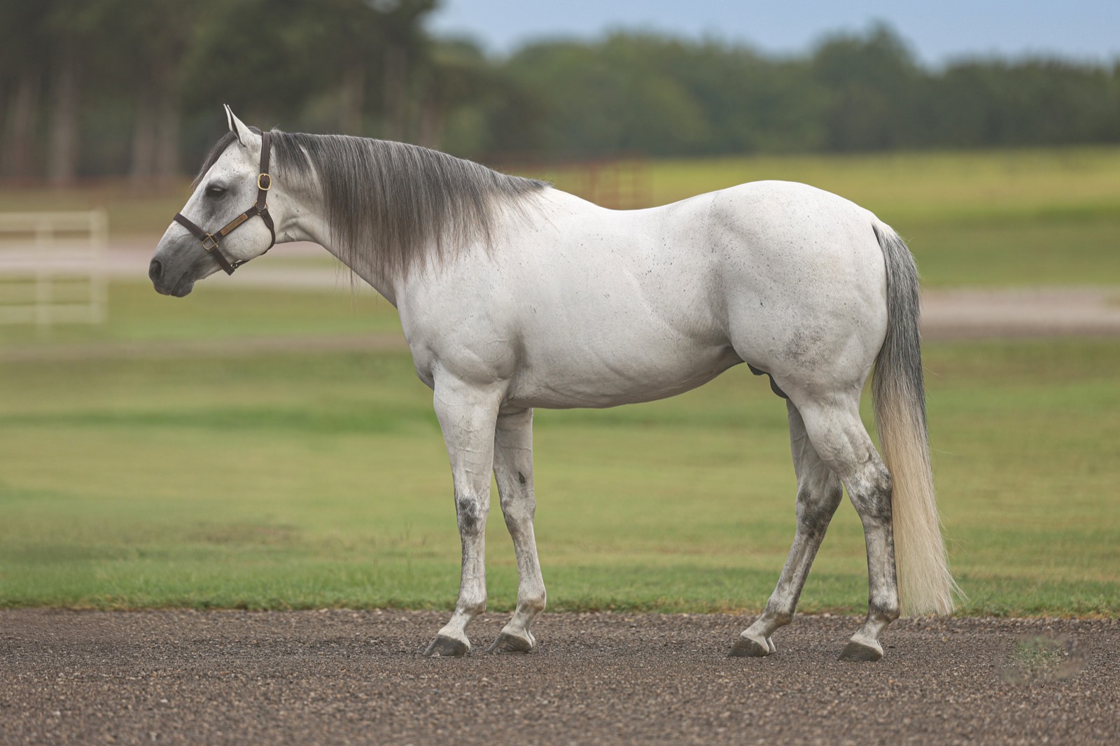 Conformation profile of SEVS Judgement Day, standing gray stallion