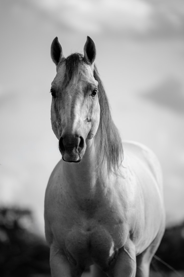 Black and white portrait of SEVS Judgement Day facing the camera
