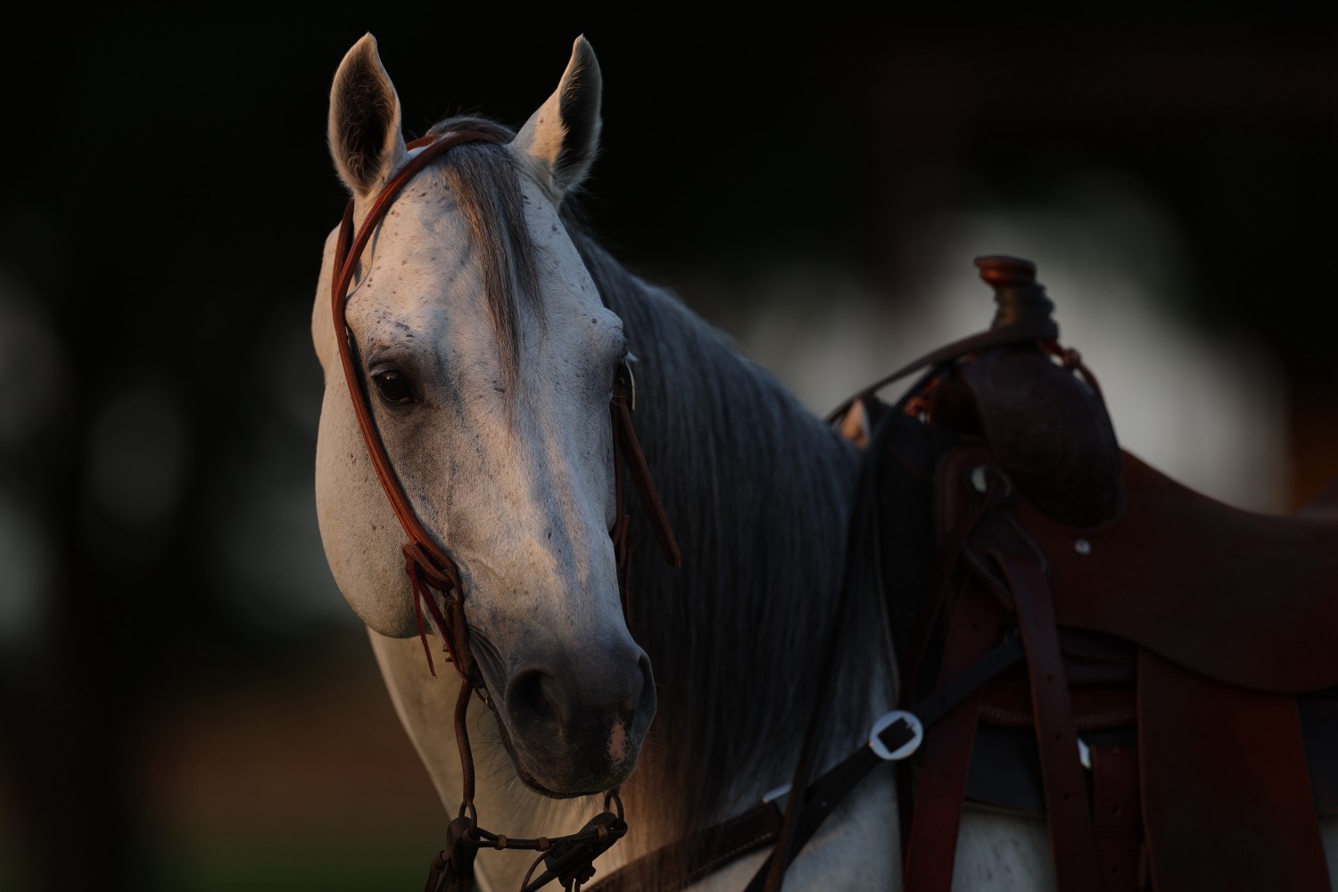 Portrait of SEVS Judgement Day, gray Quarter Horse stallion, in evening light
